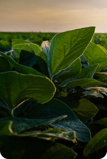 Main page background image